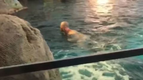 El hombre nadando rodeado de tiburones