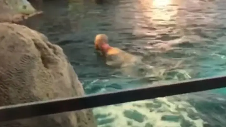 El hombre nadando rodeado de tiburones