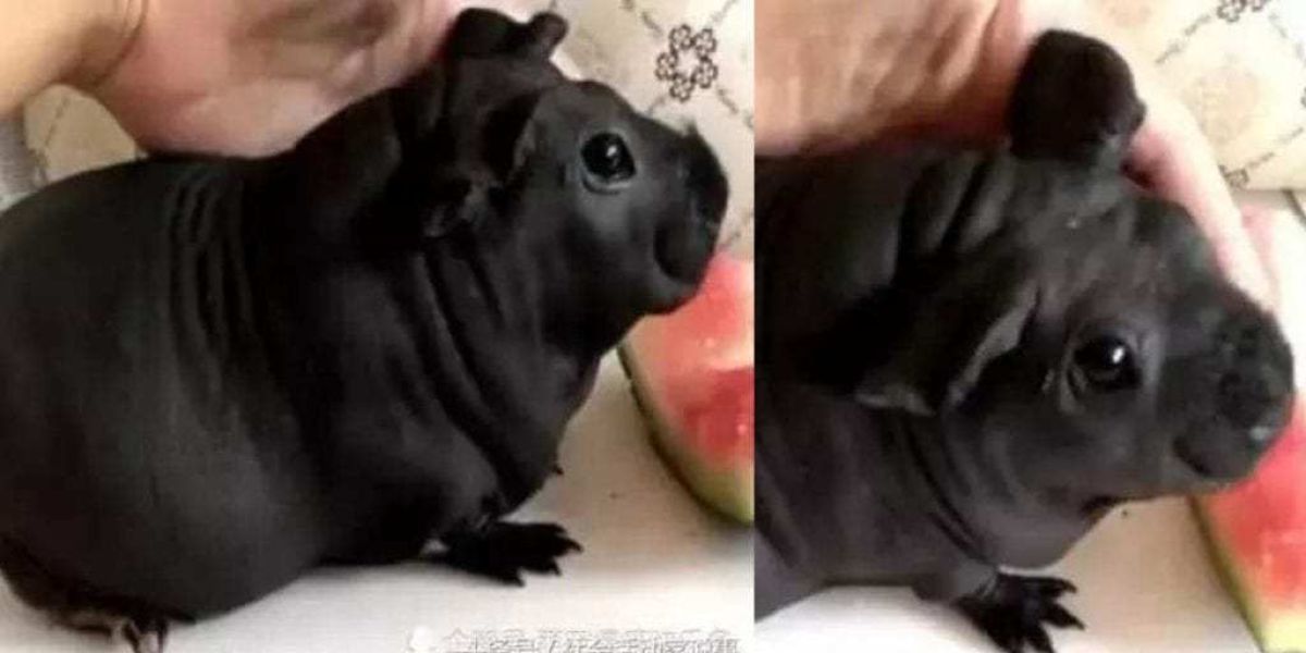 Rata del bambú