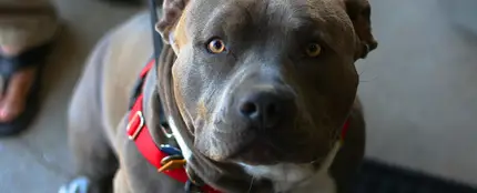 Perro de raza peligrosa Perro de raza peligrosa