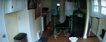 Deja a los perros solos, ¡y a punto estuvo de salir la casa ardiendo! Deja a los perros solos, ¡y a punto estuvo de salir la casa ardiendo!