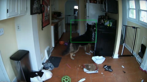 Deja a los perros solos, &iexcl;y a punto estuvo de salir la casa ardiendo! 