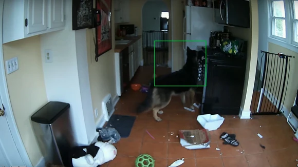 Deja a los perros solos, &iexcl;y a punto estuvo de salir la casa ardiendo! 