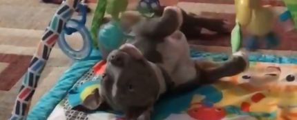  El vídeo de un Pit Bull actuando como un bebé cuando nadie lo mira que ha enamorado a la red 