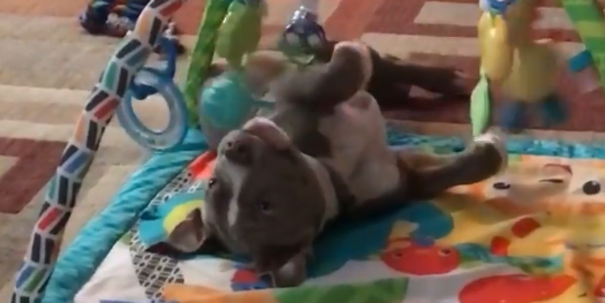 El vídeo de un Pit Bull actuando como un bebé cuando nadie lo mira que ha enamorado a la red