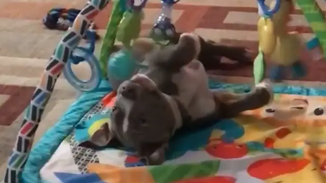 El vídeo de un Pit Bull actuando como un bebé cuando nadie lo mira que ha enamorado a la red