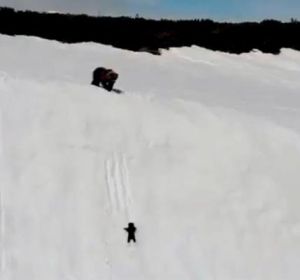 Osezno trepando una montaña Osezno trepando una montaña