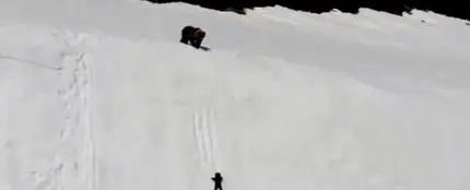 Osezno trepando una montaña Osezno trepando una montaña