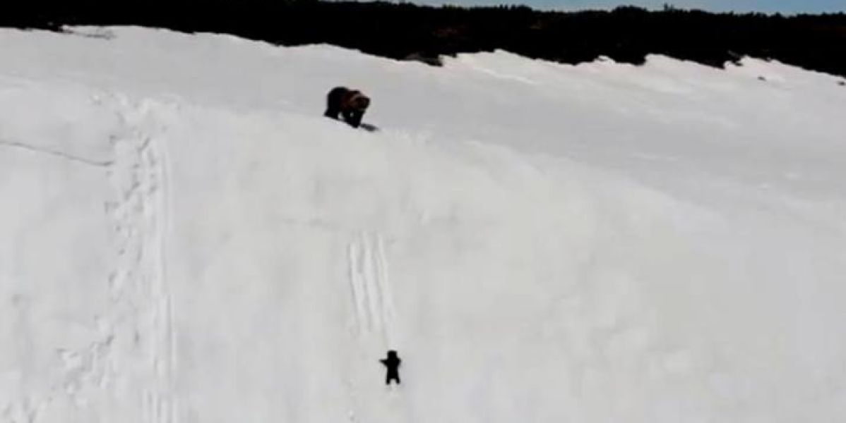 Osezno trepando una montaña