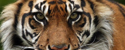 Rescatado un tigre de Sumatra encerrado en el sótano de una tienda