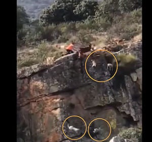 Doce perros y un venado caen por un barranco en una cacería en Cáceres Doce perros y un venado caen por un barranco en una cacería en Cáceres