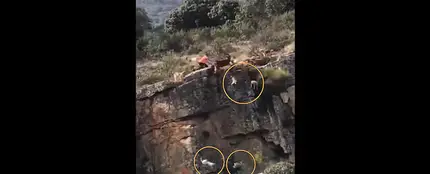 Doce perros y un venado caen por un barranco en una cacería en Cáceres Doce perros y un venado caen por un barranco en una cacería en Cáceres