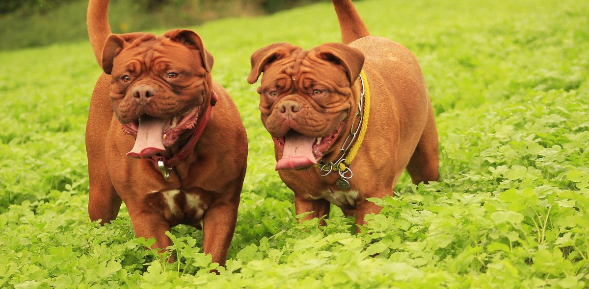 Dos dogos de Burdeos
