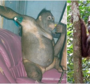 La orangutana Pony La orangutana Pony
