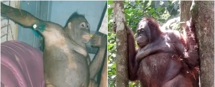 La orangutana Pony La orangutana Pony