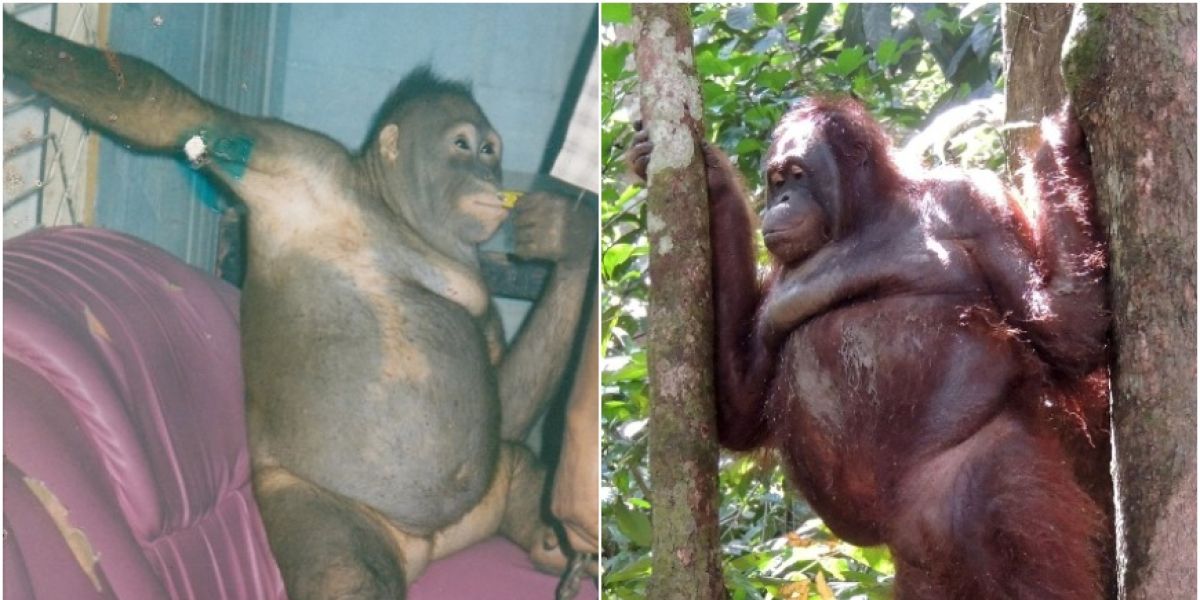 La orangutana Pony