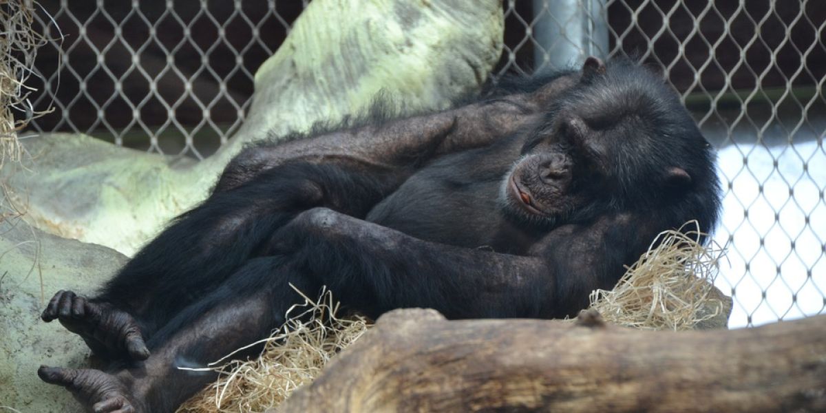 Foto de archivo de un chimpancé