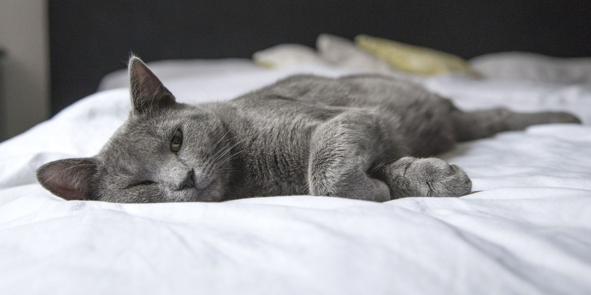 Gato