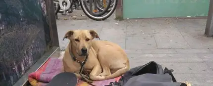 Sota, la perra abatida por un disparo de la Guardia Urbana Sota, la perra abatida por un disparo de la Guardia Urbana