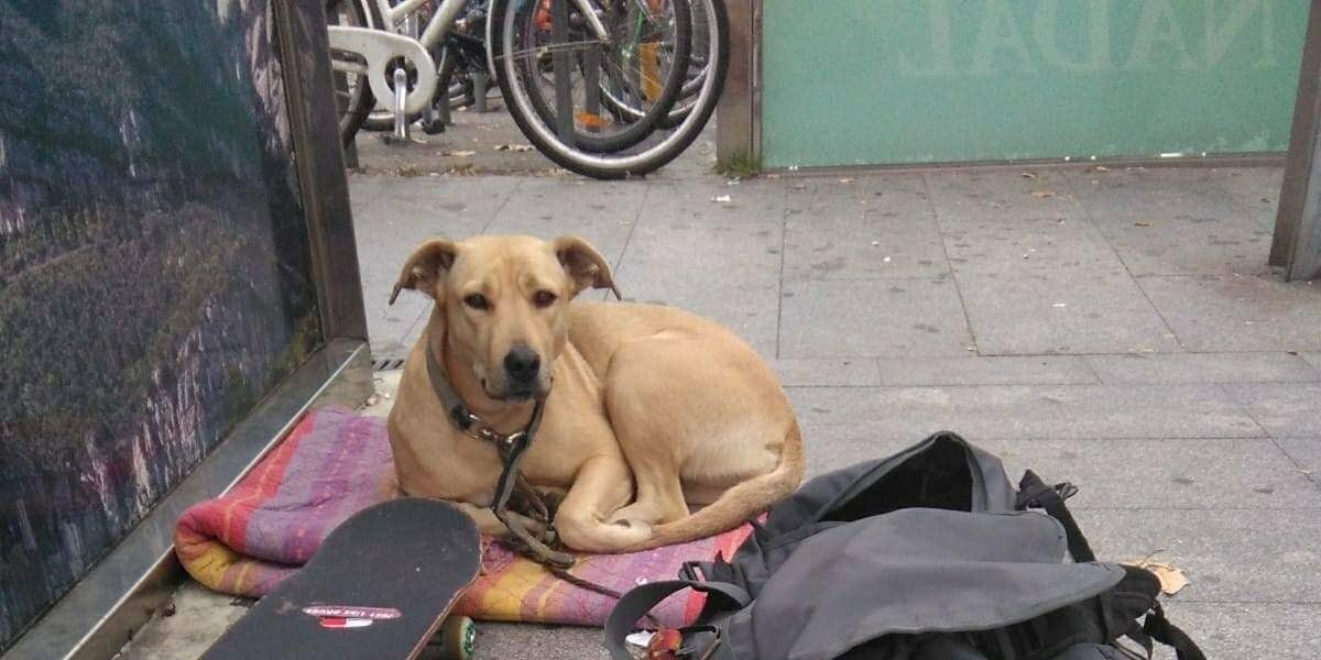 Sota, la perra abatida por un disparo de la Guardia Urbana