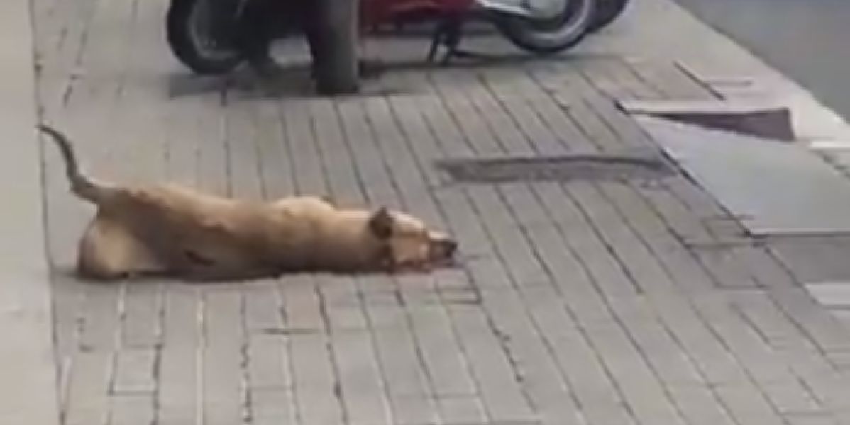 Sota, la perra que ha muerto por un disparo de la Guardia Urbana