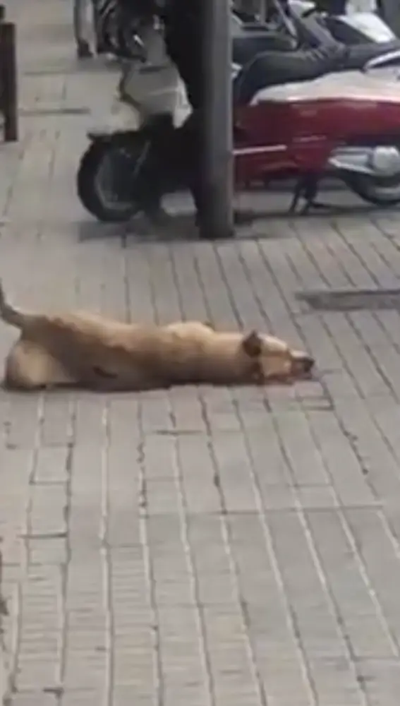 Sota, la perra que ha muerto por un disparo de la Guardia Urbana Sota, la perra que ha muerto por un disparo de la Guardia Urbana