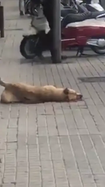 Sota, la perra que ha muerto por un disparo de la Guardia Urbana