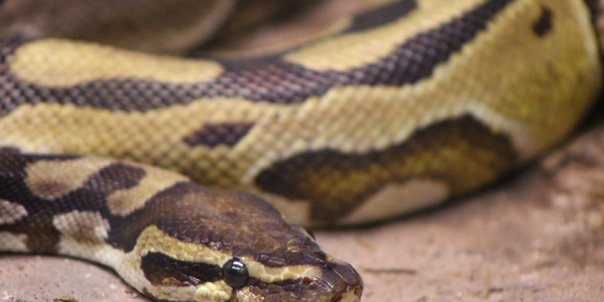Serpiente pitón