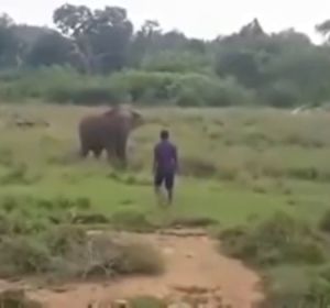 El impactante vídeo de un elefante que pisotea hasta la muerte al hombre que intentaba hipnotizarle El impactante vídeo de un elefante que pisotea hasta la muerte al hombre que intentaba hipnotizarle