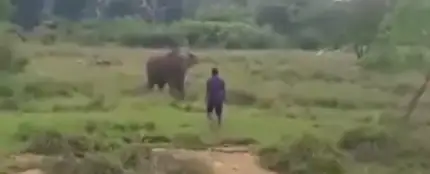 El impactante vídeo de un elefante que pisotea hasta la muerte al hombre que intentaba hipnotizarle El impactante vídeo de un elefante que pisotea hasta la muerte al hombre que intentaba hipnotizarle