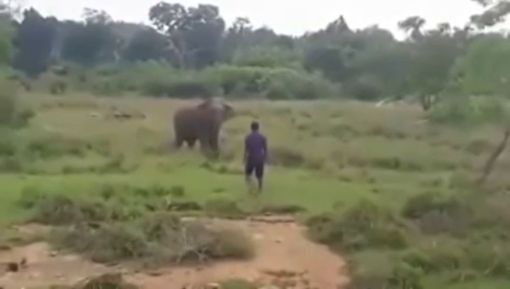 El impactante vídeo de un elefante que pisotea hasta la muerte al hombre que intentaba hipnotizarle