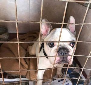 Un perro desaparecido se reúne con su dueña diez años después Un perro desaparecido se reúne con su dueña diez años después