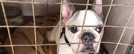 Un perro desaparecido se reúne con su dueña diez años después Un perro desaparecido se reúne con su dueña diez años después