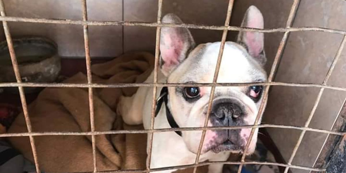 Un perro desaparecido se reúne con su dueña diez años después