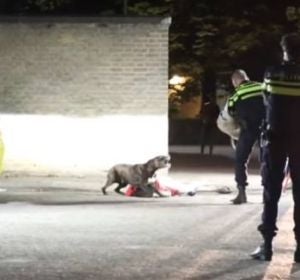 Unos agentes controlan sin lastimar a un perro que no quería separarse de su dueña que estaba inconsciente Unos agentes controlan sin lastimar a un perro que no quería separarse de su dueña que estaba inconsciente