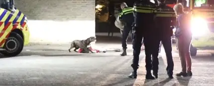 Unos agentes controlan sin lastimar a un perro que no quería separarse de su dueña que estaba inconsciente Unos agentes controlan sin lastimar a un perro que no quería separarse de su dueña que estaba inconsciente