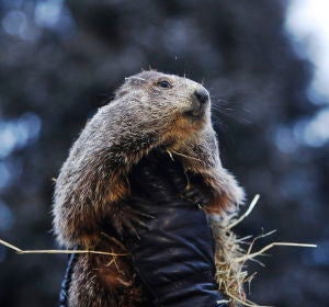 Día de la marmota (02-02-2019) Día de la marmota (02-02-2019)
