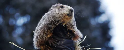 Día de la marmota (02-02-2019) Día de la marmota (02-02-2019)