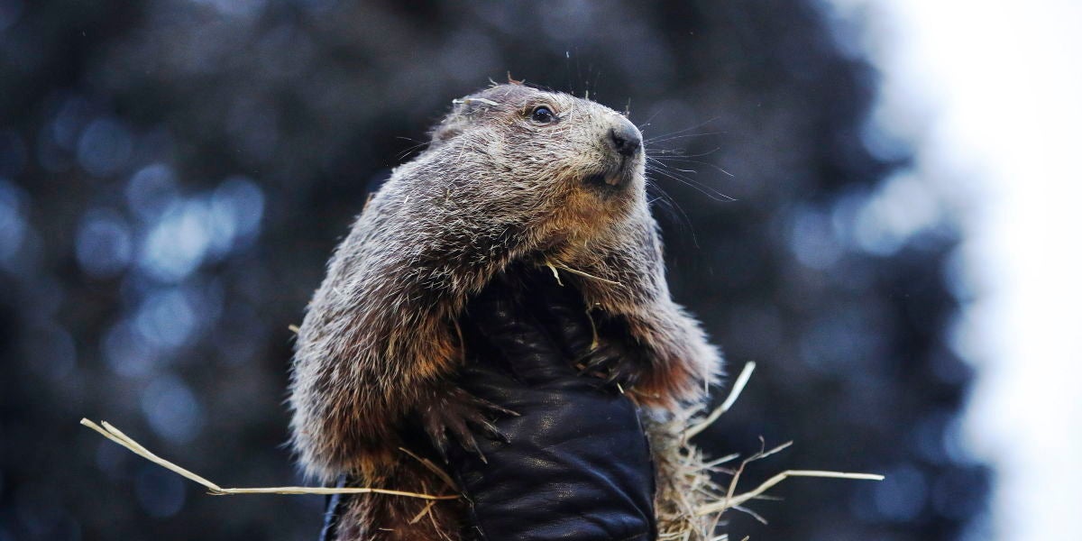 Día de la marmota (02-02-2019)