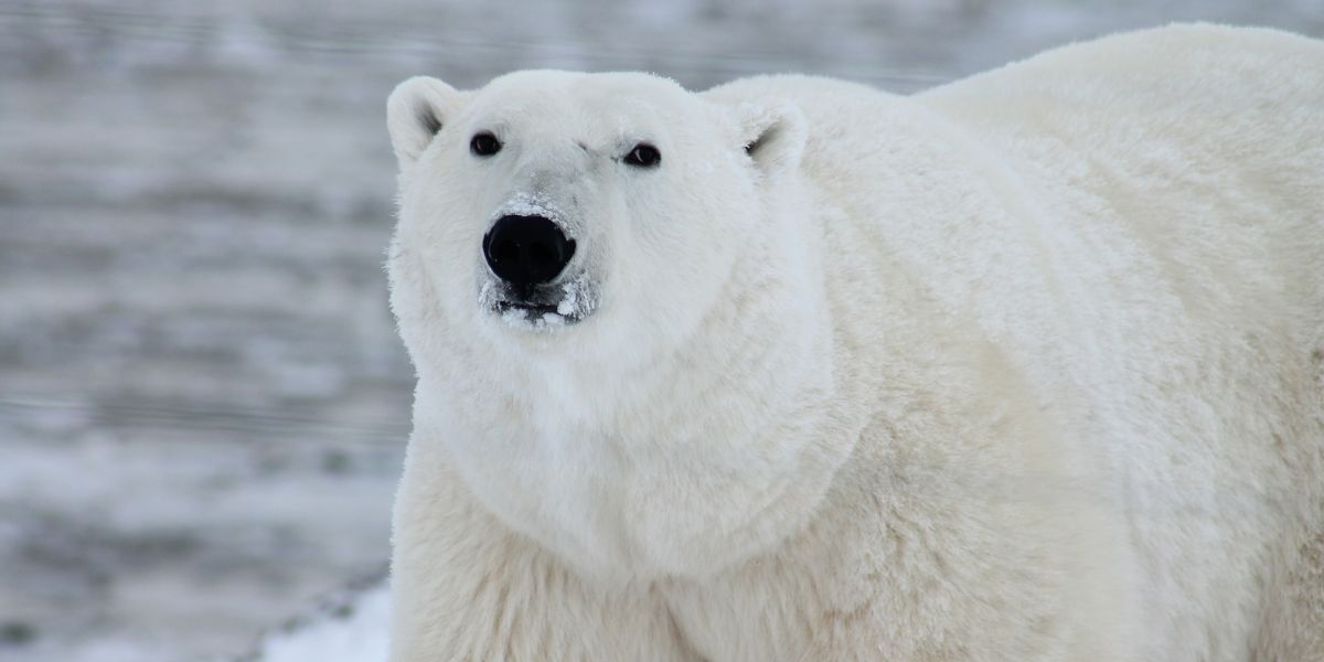 Invasión de osos polares en un archipiélago ruso