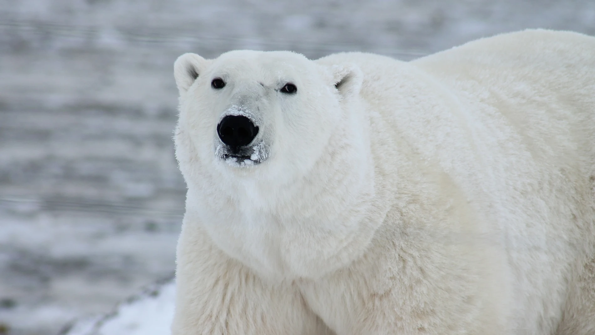 Invasión de osos polares en un archipiélago ruso Invasión de osos polares en un archipiélago ruso