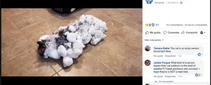 Gato congelado Gato congelado