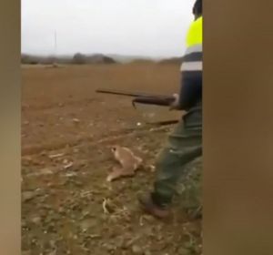 Imagen de un cazador que agrede brutalmente a un zorro Imagen de un cazador que agrede brutalmente a un zorro