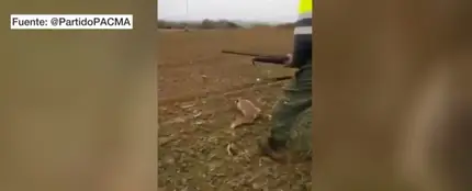 Imagen de un cazador que agrede brutalmente a un zorro Imagen de un cazador que agrede brutalmente a un zorro