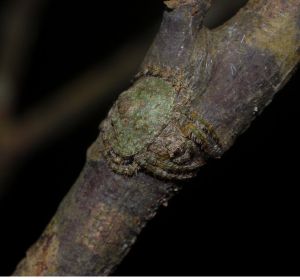 Araña camuflada en un tronco Araña camuflada en un tronco