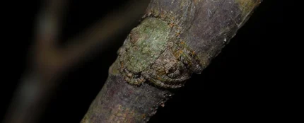 Araña camuflada en un tronco Araña camuflada en un tronco