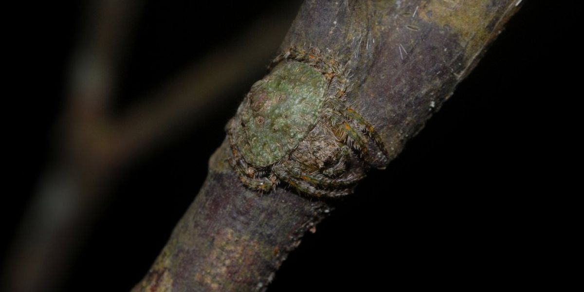 Araña camuflada en un tronco