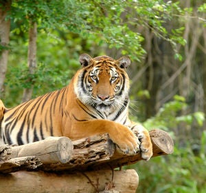 Un tigre en el zoo Un tigre en el zoo