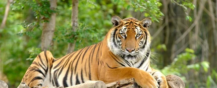 Un tigre en el zoo Un tigre en el zoo