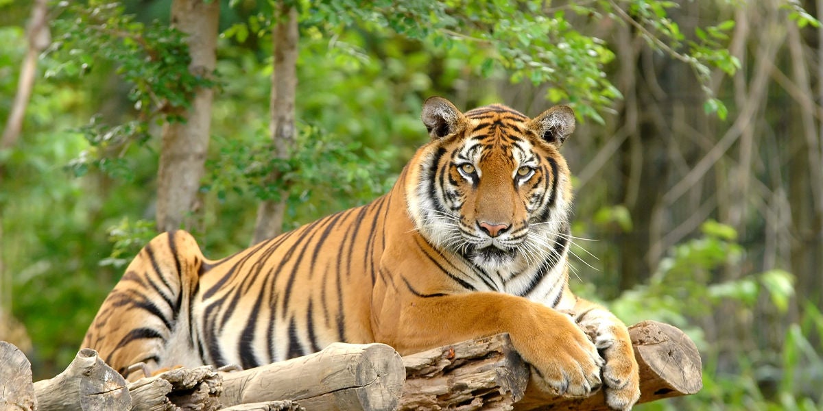 Un tigre en el zoo